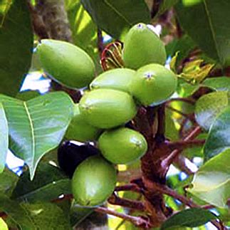 Elemi Facts And Health Benefits