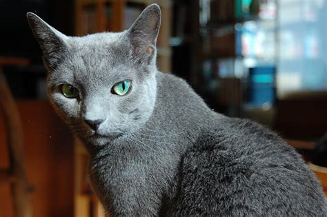 ロシアンブルーと暮らしたい！ロシアンブルーの魅力を全公開！ 猫って想像以上に“愛”でした♡