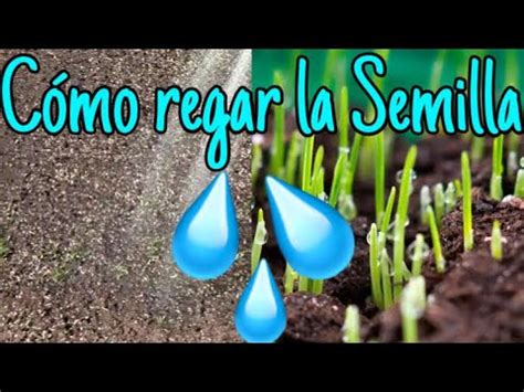 C Mo Regar La Semilla De C Sped Youtube