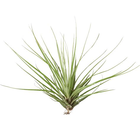 Tillandsia Air Plant Floribunda Green Thumb Nursery