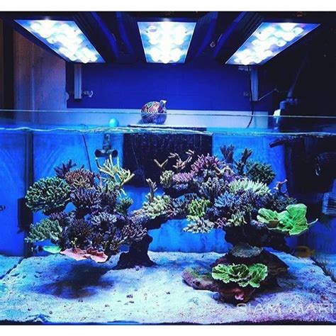 Beautiful SPS Dominated Reef Tank Courtesy Of Nop Ontour Instareef