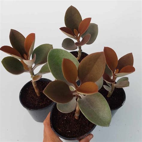 Kalanchoe Orgyalis ‘copper Spoons Diversifolius Nursery Online Shop