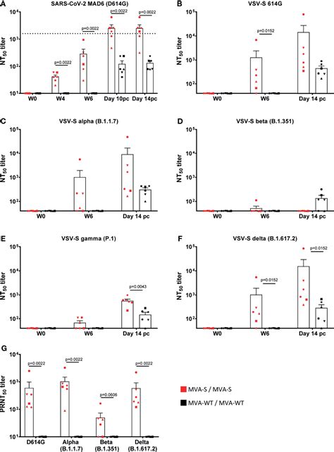 Frontiers Poxvirus MVA Expressing SARS CoV 2 S Protein Induces Robust