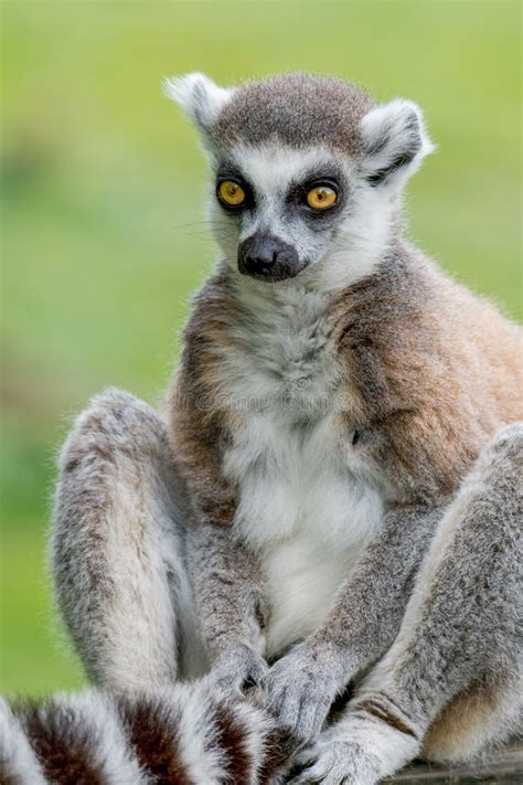 A Ring Tailed Lemur Holding His Tail Stock Image - Image of madagascar ...