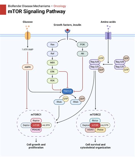 MTOR Signaling Pathway BioRender Science Templates