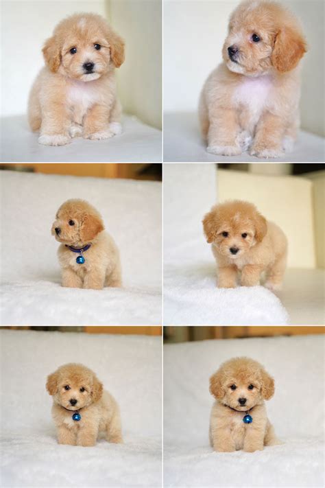 Tiny Toy Poodle Puppy Fawn Apricot Anjing Poodle Anjingkitacom