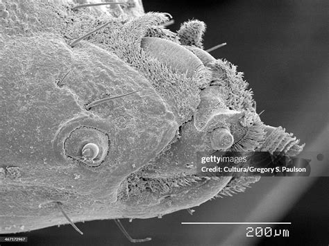 Head Of Soldier Fly Maggot Sem High Res Stock Photo Getty Images