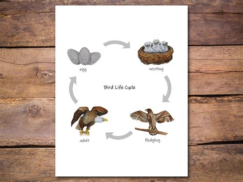 Bird Life Cycle Diagram Printable Classroom Poster Etsy