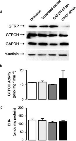 Gtp Cyclohydrolase I Expression Protein And Activity Determine