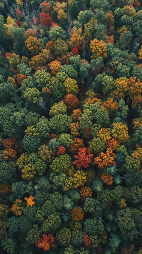 Ai Generado Imagen Capturas Denso Bosque Desde Un A Reo O Elevado