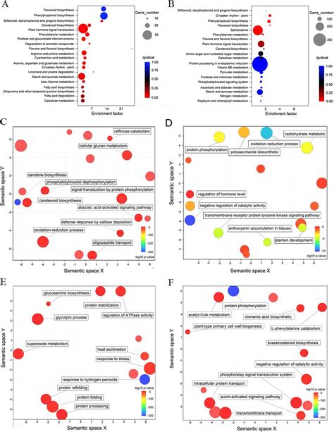 GO And KEGG Enrichment Analyses Of DEGs In Natural And Water Treated