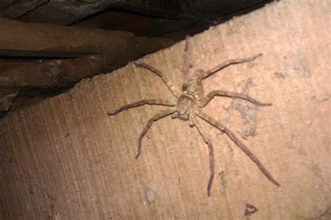 Huntsman Spider Giant Crab Spider Florida Backyard Spiders