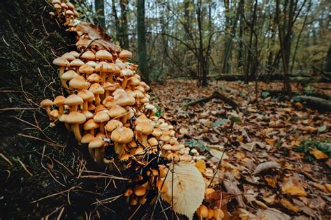 Champignons Poussant Partir D Une Souche D Arbre En D Composition