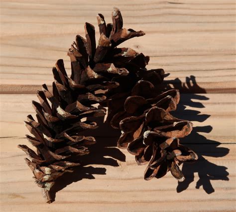 White Pine Cone , - Pinecones.com