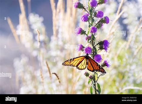 Monarch Butterfly On Meadow Blazing Star In Sunshine In Northern