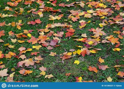 Folhas Amarelas Vermelhas No Prado Padrão De Grama Papel De Parede