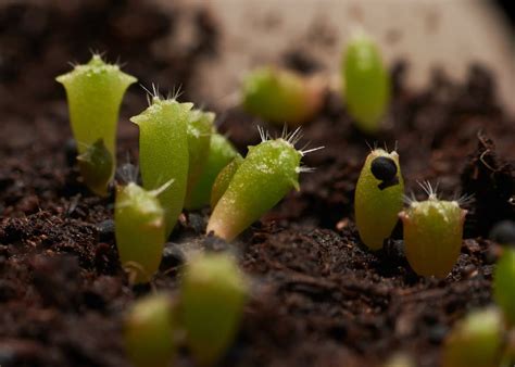 How To Care For Cactus Seedlings Chicago Land Gardening