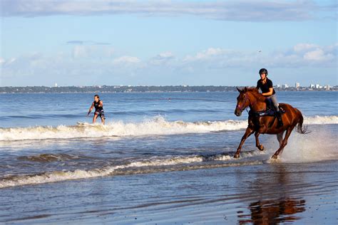 Horse Surfing Harold Quinquis