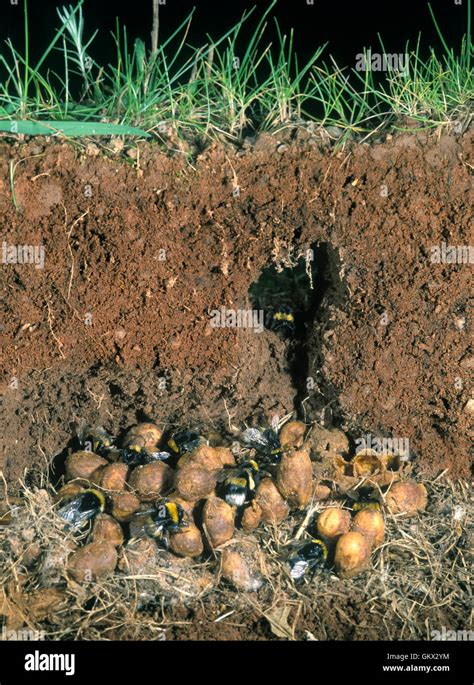 Bumblebee Nest High Resolution Stock Photography And Images Alamy