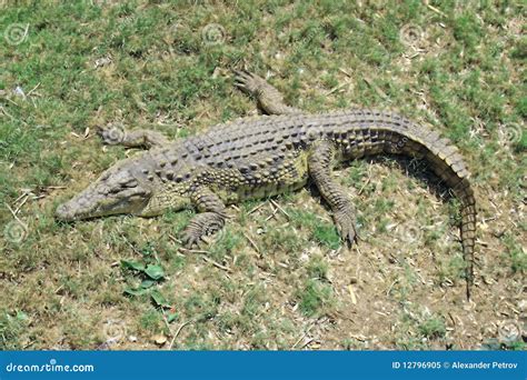 Green Crocodile Royalty Free Stock Photo - Image: 12796905