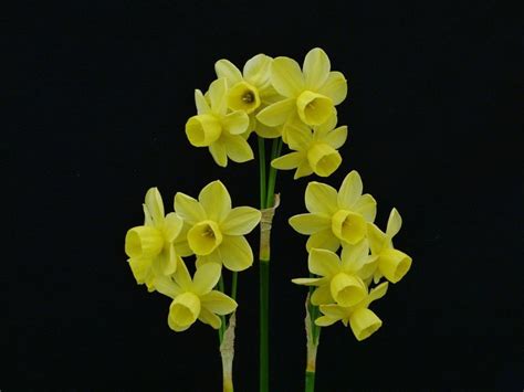 Narcissus Angels Whisper In 2022 Narcissus Plants Angel