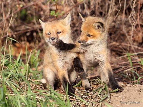 Fox Fight Fox Fight By Gary Fairhead Redbubble