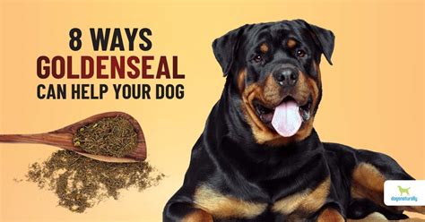 ways   goldenseal   dog dogs naturally