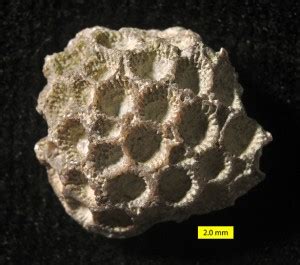 Woosters Fossil Of The Week A Tabulate Coral From The Upper