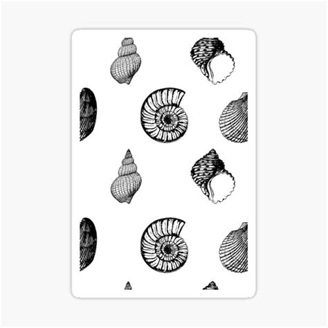 Bay Seashell Template