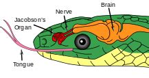 Why Do Snakes Have Forked Tongue KNUDGE FACTORY