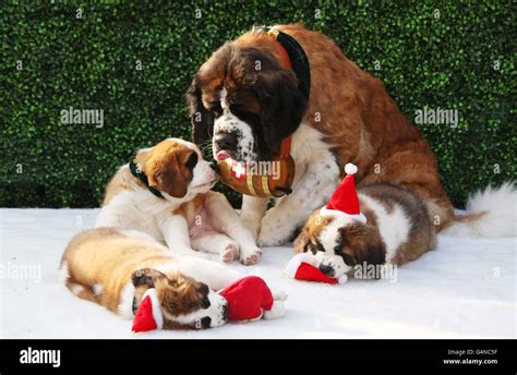 A st bernard dog named beethoven hi-res stock photography and images ...