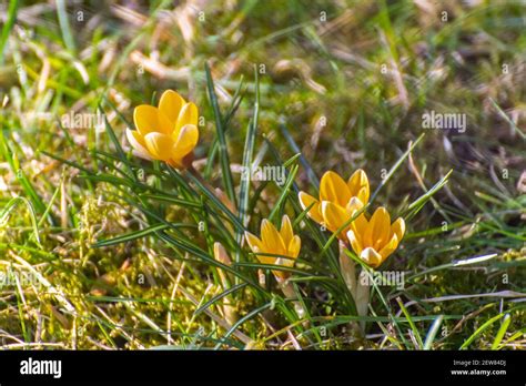 Crocus Flavus Known As Yellow Crocus Stock Photo Alamy