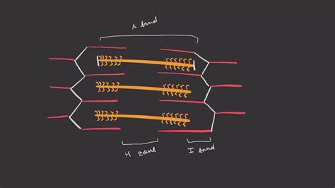 ⏩SOLVED:Which statement about sarcomere contraction is incorrect? a.… | Numerade