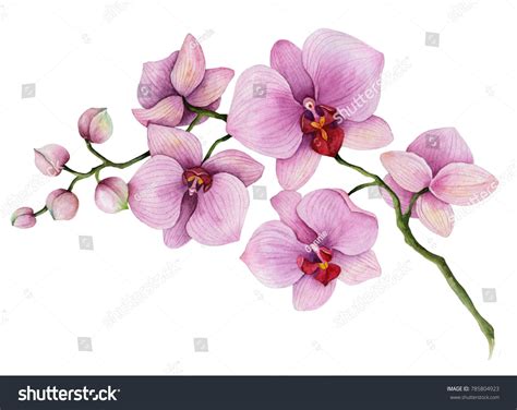 Watercolor Orchid Branch Hand Drawn Floral Illustration Isolated On A