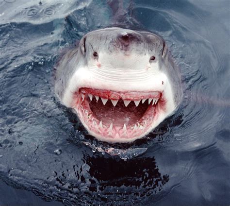 The Fascinating Teeth Of Great White Sharks A Lifetime Of Constant