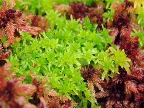 Musgo sphagnum vivo Plantas Carnívoras España