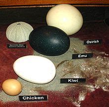 Kiwi Bird Egg Size Comparison