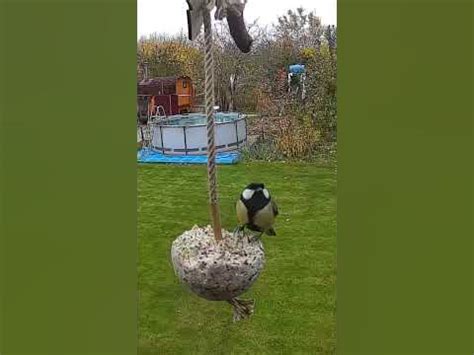 Жировой шар для подкормки птиц. - YouTube