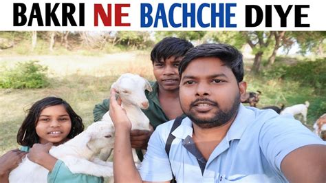 Finally Bakri Ne Bachche De Diye Bakri Ne Bachae Kutte Ki Jaan