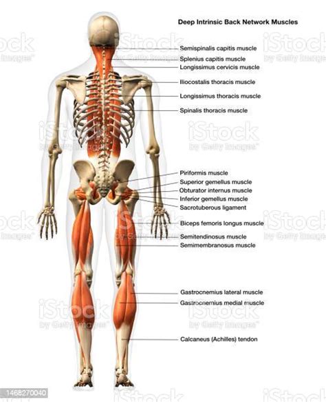 남성 전신 등 네트워크 근육 후면 보기 텍스트 레이블이 있는 흰색 배경에 격리 해부학에 대한 스톡 사진 및 기타 이미지