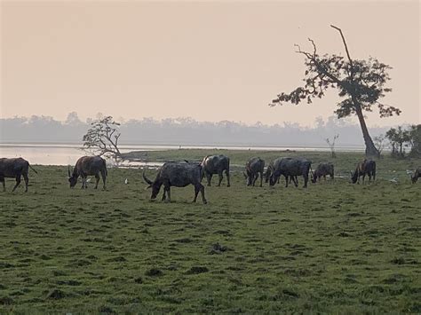 Kaziranga National Park Free Photo On Pixabay Pixabay