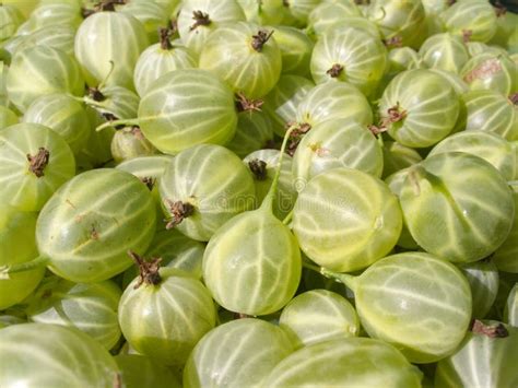 Fresh Ripe Green Gooseberries Closeup Stock Image Image Of Fruit