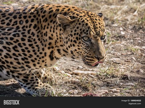 African Spotted Leopard Resting Image And Photo Bigstock