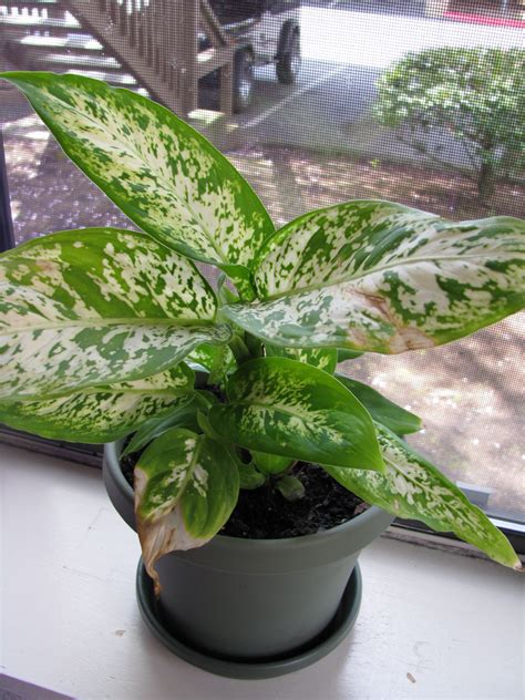 Tropical House Plants