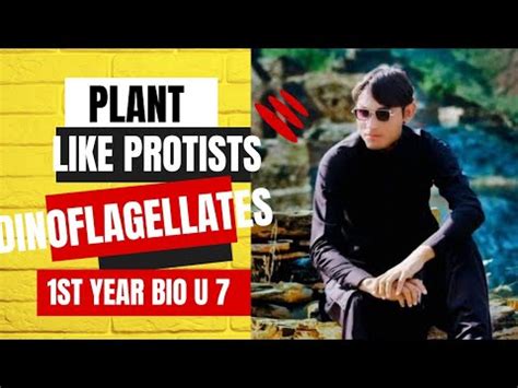 Plant-like protists 1. Dinoflagellates 1st year Bio unit 7 lecture 7 KPK Text Book - YouTube