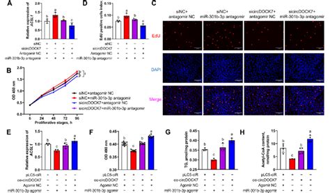 Circdock Augments Adipogenesis In A Gga Mir B P Dependent Manner