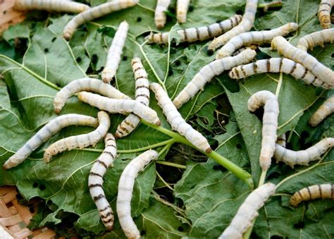 Premium Photo Close Up Silkworm Eating Mulberry Green Leaf