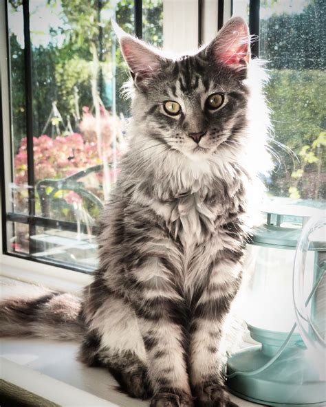 6 Month Old Maine Coon Cat Psq