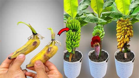 UNIQUE TECHNIQUE For Propagating Banana Plants Using Extremely Simple