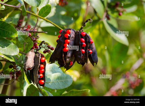 What Berries Are Poisonous To Dogs